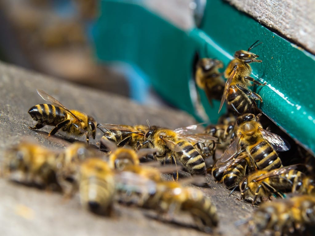 Comment se débarrasser des abeilles dans une maison