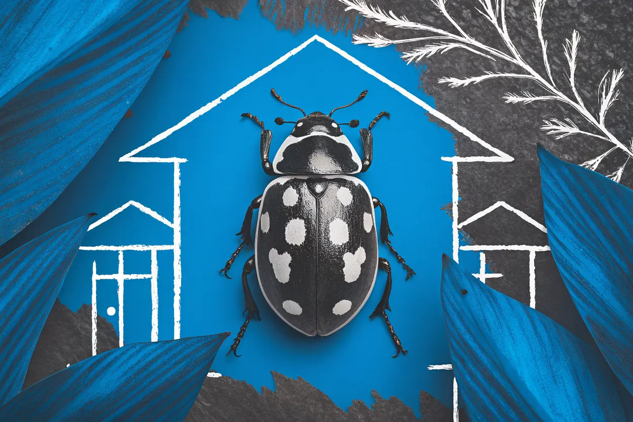 Identifier et contrôler le cafard de jardin noir et blanc